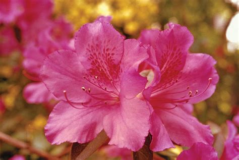 Azalea | Description, Rhododendron, Major Species, & Facts | Britannica