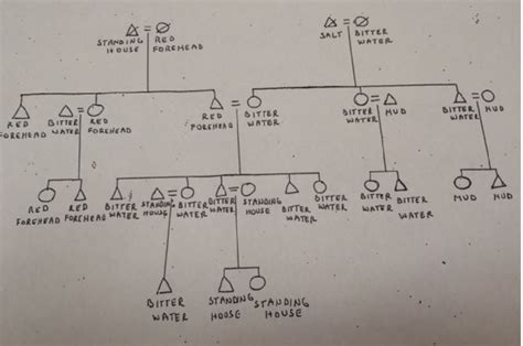 Anthropology Kinship Chart Maker - Best Picture Of Chart Anyimage.Org