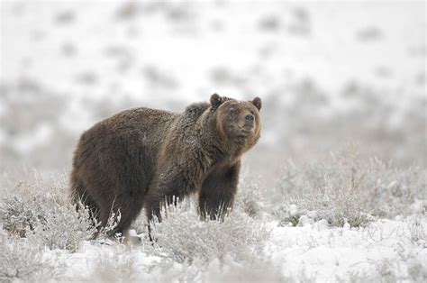 Grizzly Bear In Snow Photo, Grizzly Bear In Snow photos, Natural History Photography