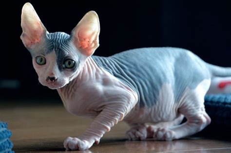 Sphynx Cat Breed Information and Their Facts