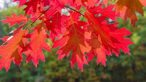 Northern Red Oak: A Tree of Ease • Arbor Day Blog