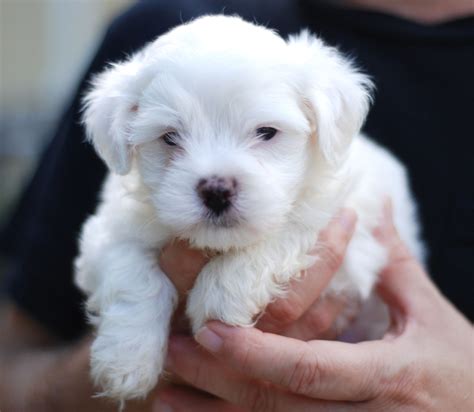 Maltese (Dog) - Puppies, Rescue, Pictures, Information, Temperament ...