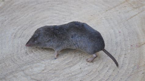 Mouse, mole, or Northern Short Tailed shrew?