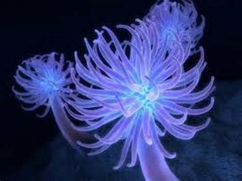 10 Interesting Sea Anemone Facts | My Interesting Facts