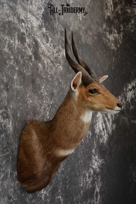 African Bushbuck Taxidermy Mount for sale SKU 1499 - All Taxidermy