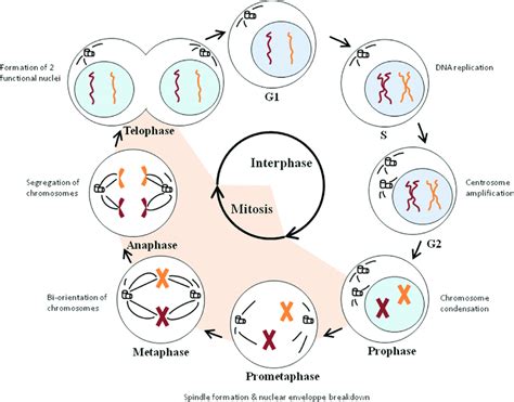 Stages Of Interphase Diagram