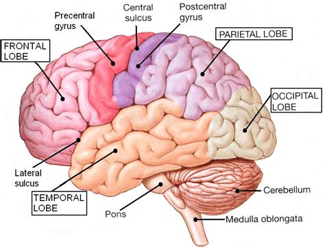 4 The four lobes of the cerebrum [120]. | Download Scientific Diagram | Occipital lobe, Lobes ...