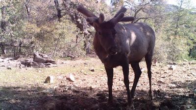 A3 Trophy Hunts LLC : Spring Scouting & Albino Elk