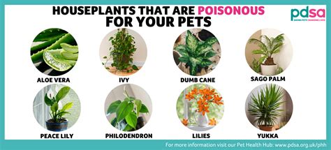 are philodendron plants dangerous to cats - Edelmira Kunz