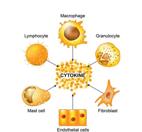 IMMUNE BOOST YOUR SYSTEM with CYTOKINEs