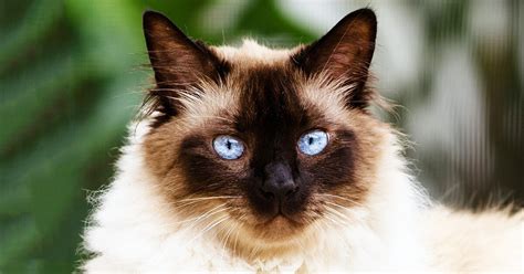 himalayan siamese cat breeders - Marx Batts