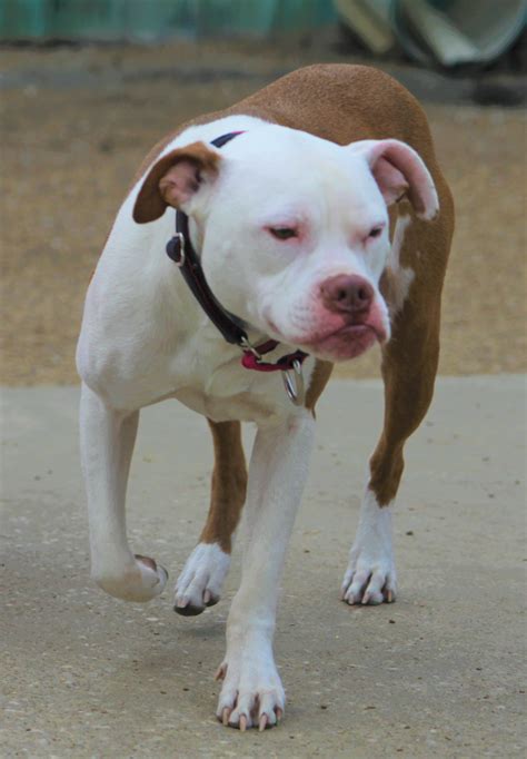 Pit bull/American bulldog mix - Cherokee - Mid-America Bully Breed Rescue