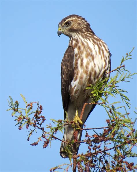 Saw this hawk in Florida today. : r/whatsthisbird