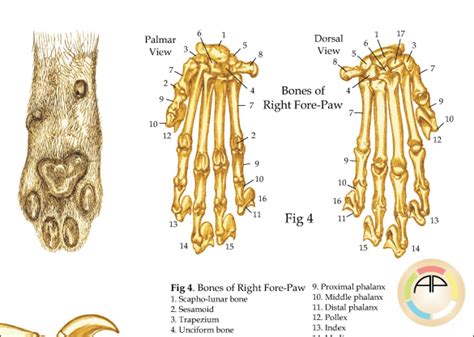 Skeletal Anatomy of the Domestic Cat Poster