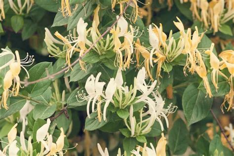 How to Trim a Honeysuckle Vine - Back Gardener