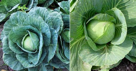 10 Best Cabbage Varieties in India | Different Types of Cabbage