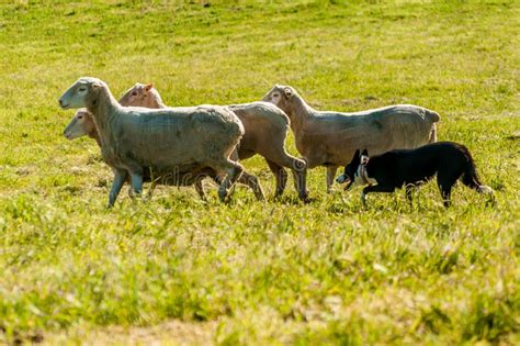 Sheepdog Herding a Flock of Sheep on a Midday Sun Stock Photo - Image ...