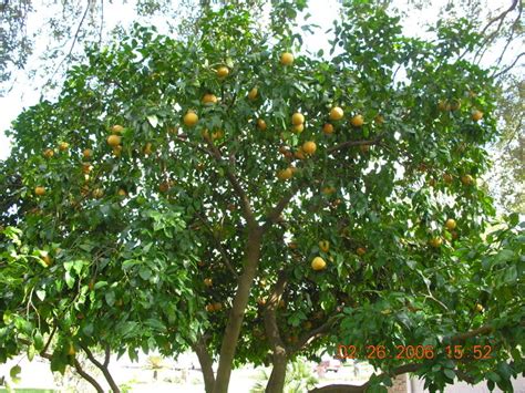 Grapefruit Tree Pictures, Information on Grapefruit Trees