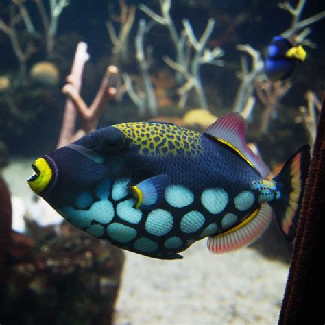 spotted trigger fish | Beautiful sea creatures, Marine fish, Sea fish