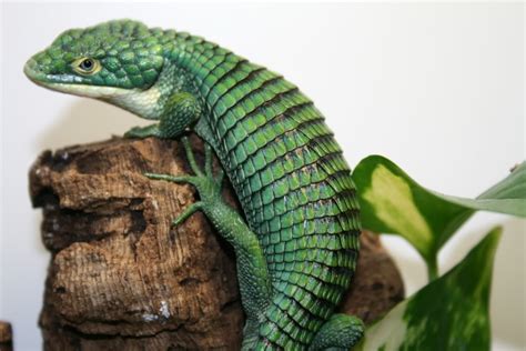 Green Alligator - Cliparts.co