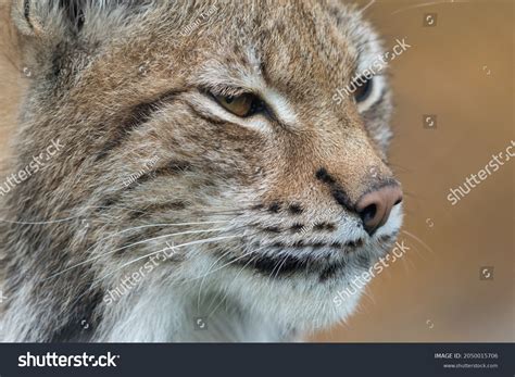 12,150 Lynx Lynx Close Images, Stock Photos, 3D objects, & Vectors | Shutterstock