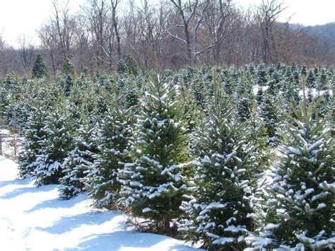 Christmas Tree Farms Near Me: Pennsylvania Christmas Tree Farms 2022