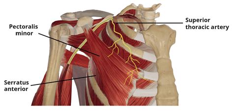 Superior Thoracic Artery - Course - Supply - TeachMeAnatomy