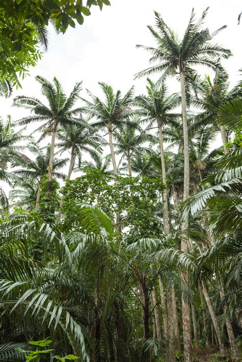 File:Satake palm trees (Satakentia liukiuensis) in native forest of ...