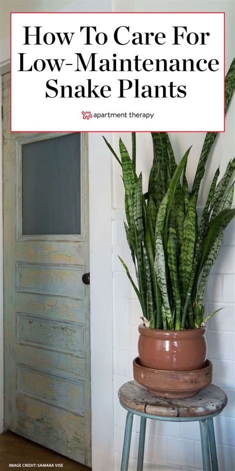 Sansevieria Care Guide: How To Care For Snake Plants