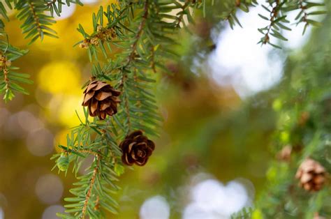 15 Shade Tolerant Evergreen Trees And Shrubs + Care Guides