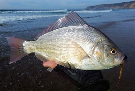 CA Marine Species Portal