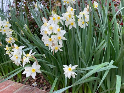 Narcissus Tazetta 'Italicus'