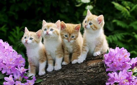 Cute Baby Animal Wallpapers