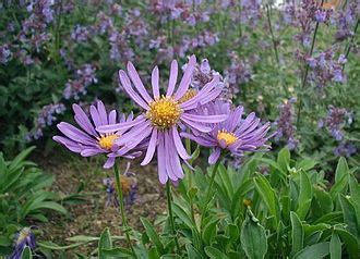 Aster (genus) - Simple English Wikipedia, the free encyclopedia