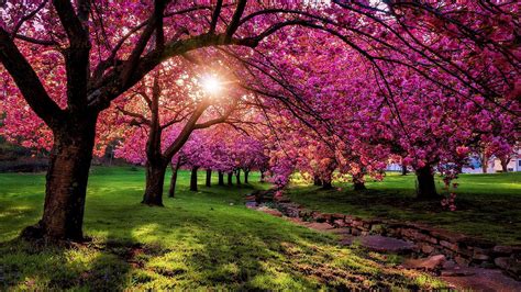 Spring Scenery Wallpaper 1080P : Spring Wallpapers Free Hd Download 500 Hq Unsplash : 1920x1200 ...