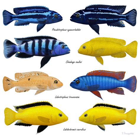 Mbuna Cichlids