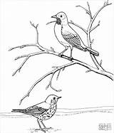 Robin Robins Imprimer Coloriages Coloringbay Amérique Merle Grive sketch template