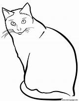 Cat Coloring Siamese Pages Printable sketch template