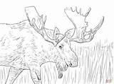 Moose Coloring Pages Alaska Printable Christmas Elk Animals Kids Color Print Picture Deer Reindeer Wild Cool Animal Bull Adult Drawing sketch template