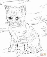 Coloring Kitten Cute Pages Printable Colorings Drawing sketch template