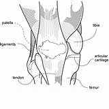 Knee Drawing Diagram Vector Patella Alignment Pain Medical Illustration Svg Dmca Complaint Favorite Add sketch template