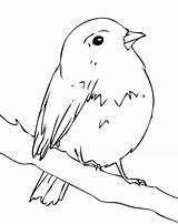 Robin Coloring Pages Bird Kids Printable Simple Bestcoloringpagesforkids Birds Robins Baby Article sketch template