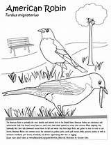 Robin American Coloring Comments Draw Christineelder sketch template