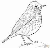 Bird Coloring Thrush Robin Wood Pages Drawing American Printable Print Supercoloring Realistic Animal Adult Getdrawings Kids Animals Peregrine Paper sketch template