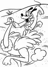 Coloring Safari Mickey Mouse Pluto Ostrich Chasing Pages Disney Coloringsky Choose Board Popular sketch template