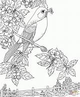 Coloring Robin Bird Pages State Birds Flower Printable Michigan American Apple Blossom Robins Kids Adult Sheets Mi Color Supercoloring Printables sketch template