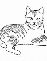 Cat Coloring Tabby Pages Getdrawings sketch template