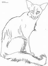 Cat Siamese Coloring Printable Color Javanese Pages Getcolorings Colorings Own sketch template