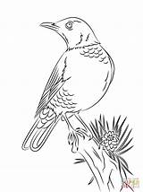 Robin Coloring Pages American Bird Drawing Perched Printable Para Colorear Dibujo Dibujos Mirlo Red Woodland Primavera Birds Posado Imprimir Gratis sketch template