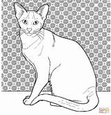 Cat Coloring Siamese Pages Oriental Printable Colouring Cats Color Supercoloring Drawing Online Kittens Picture Gif Animals Saved Categories sketch template